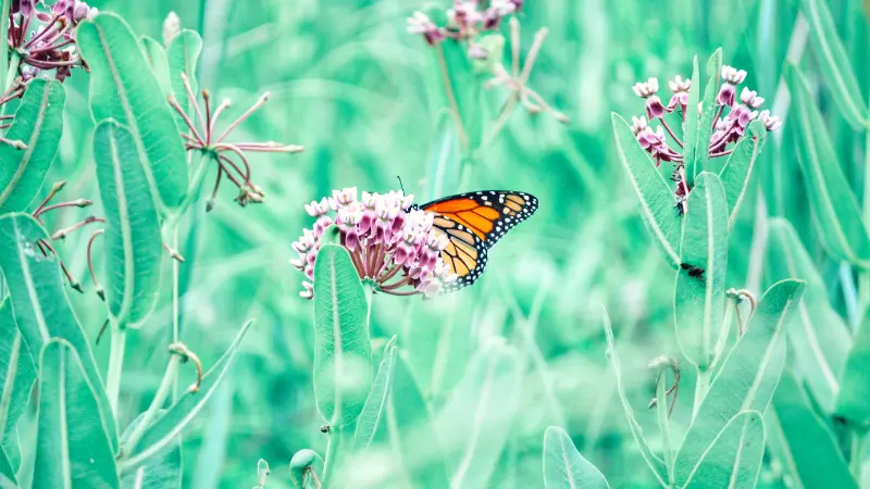 Orange and black monarch butterfly perched on pink Milkweed flowers in a green field.