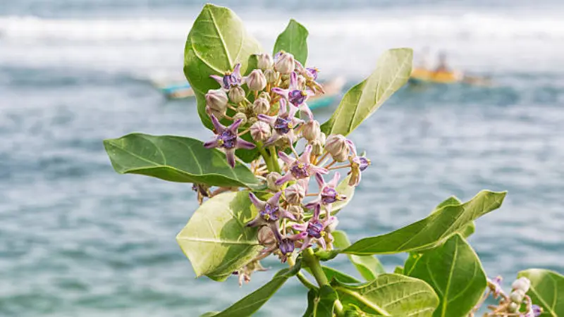 Cluster of small purple and white Milkweed flowers with green leaves, ocean, and kayakers in the background.