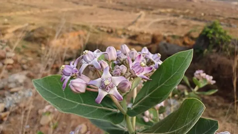 Cluster of light purple Milkweed flowers and buds surrounded by green leaves in a dry rocky setting.