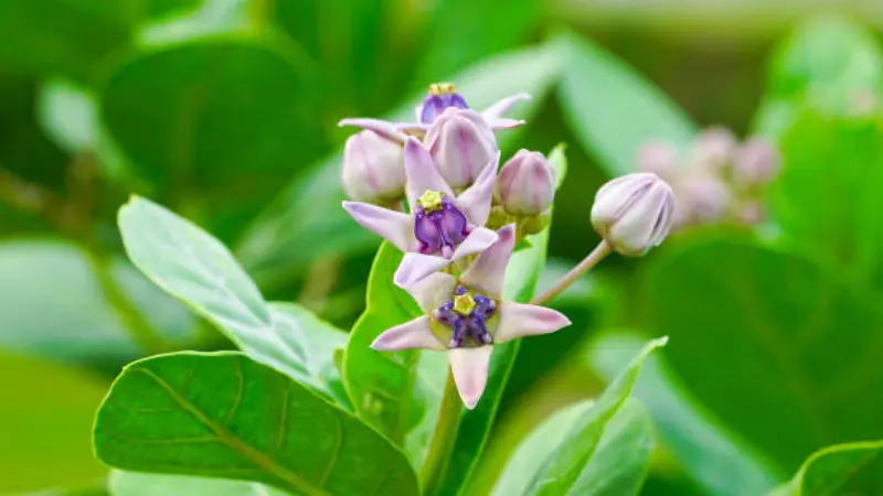 Light purple Milkweed flowers and rounded buds growing among lush green foliage.