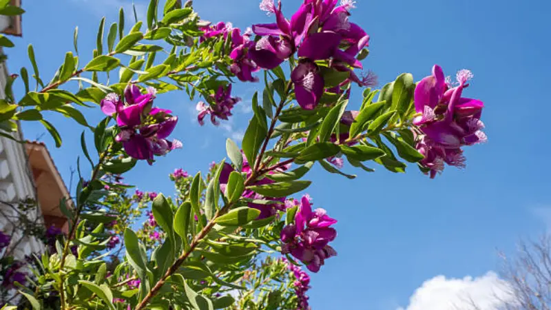 Cluster of bright magenta Milkwort flowers with green foliage.