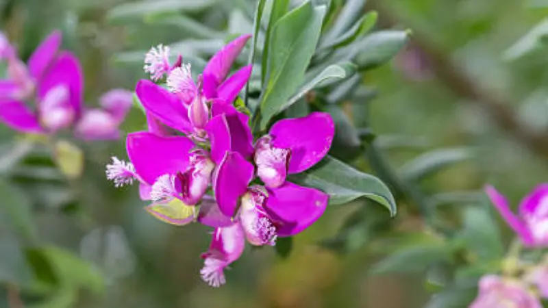 Small magenta Milkwort flowers blooming along a curved green branch.