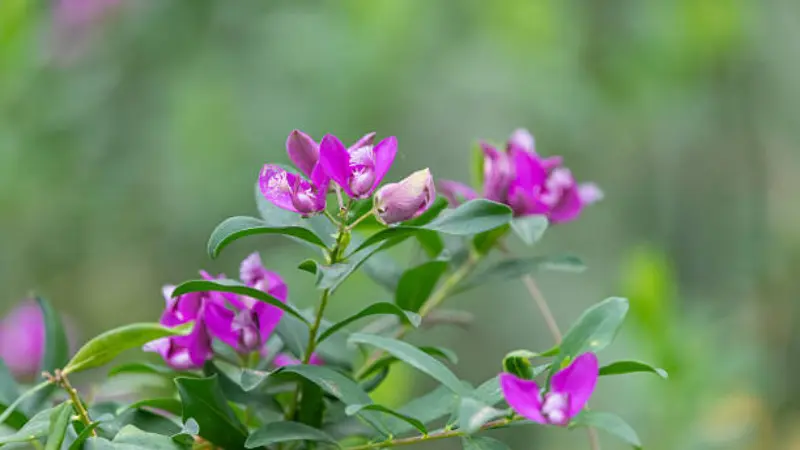 Close-up of two magenta Milkwort flowers with white fringed accents on a stem.