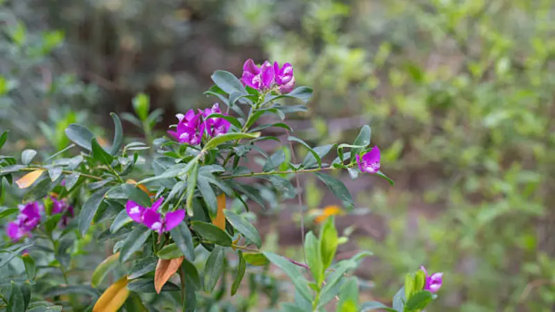Dense cluster of magenta Milkwort flowers with white fringed centres among leaves.