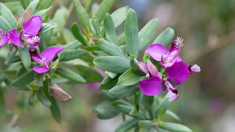 Magenta Milkwort flowers and buds on a stem with a softly blurred green background.