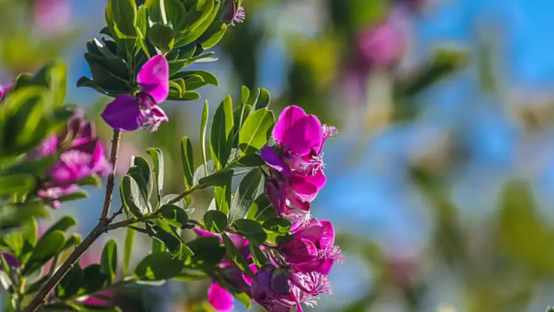 Branch of magenta Milkwort flowers growing on a shrub with green and brown foliage.