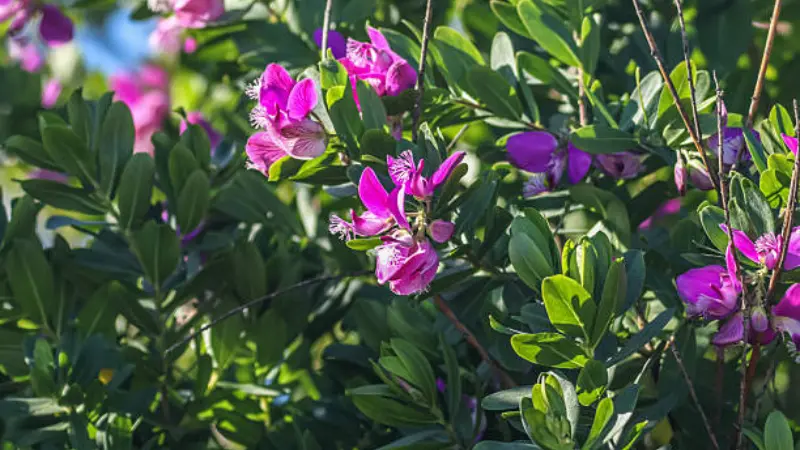 Magenta Milkwort flowers with delicate white fringed tips on leafy branches.