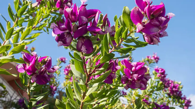 Magenta Milkwort flowers blooming on a shrub with green leaves in soft focus.