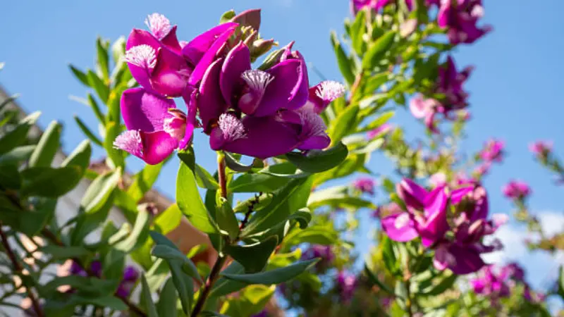 Branch of magenta Milkwort flowers reaching upward against a clear blue sky.