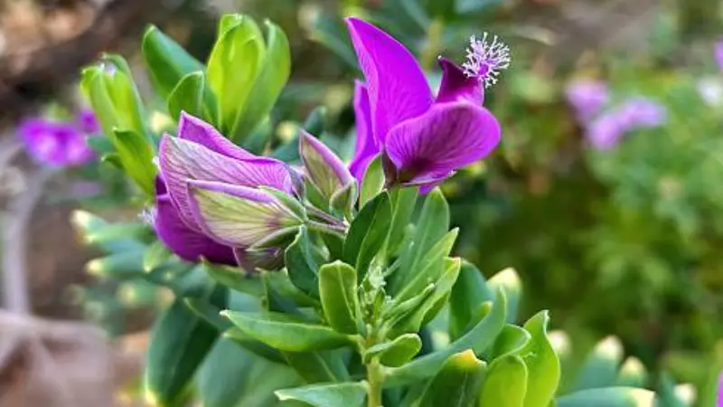 Cluster of deep purple-pink Milkwort flowers on green branches under a blue sky.