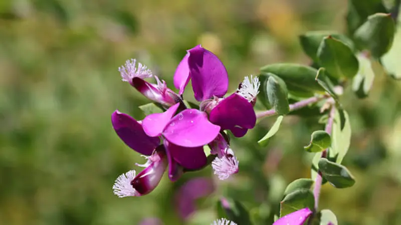 Purple Milkwort flowers and unopened buds on a green stem.