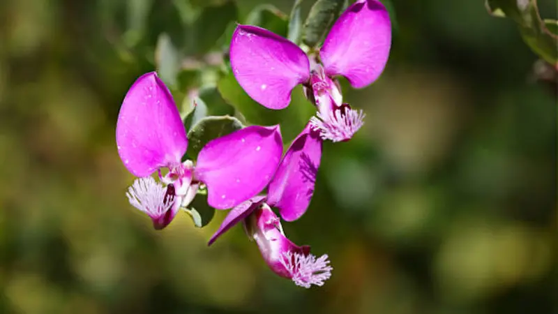 Pink Milkwort flowers with water droplets on fringed petals and green leaves.