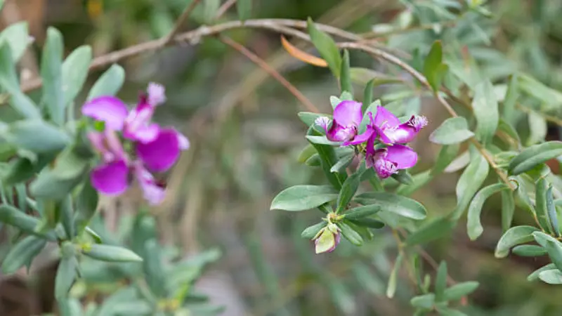 Close-up of a magenta Milkwort flower with fringed white centres on a leafy branch.