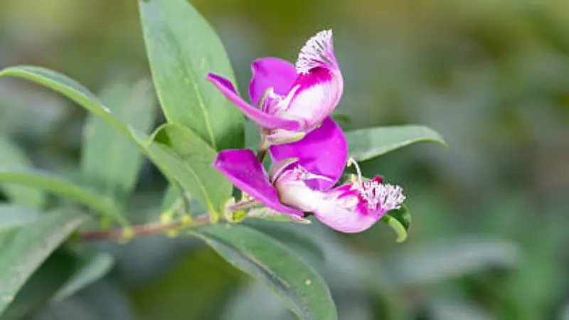 Three magenta Milkwort flowers hanging from a leafy stem.