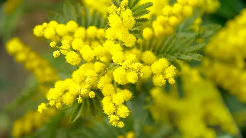 Cluster of fluffy yellow Mimosa flowers with green fern-like leaves.