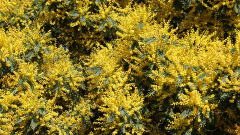 Dense yellow Mimosa flower blossoms covering a tree with green-gray foliage.