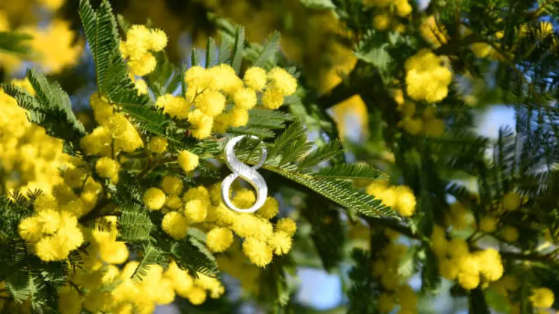 Yellow Mimosa flower blooms and leaves with a diamond ring resting among the flowers.
