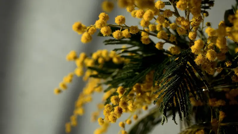 Yellow Mimosa flower bouquet with green fern-like leaves against a muted backdrop.