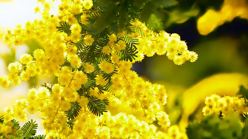 Yellow Mimosa flowers and green leaves illuminated by warm, dappled sunlight.