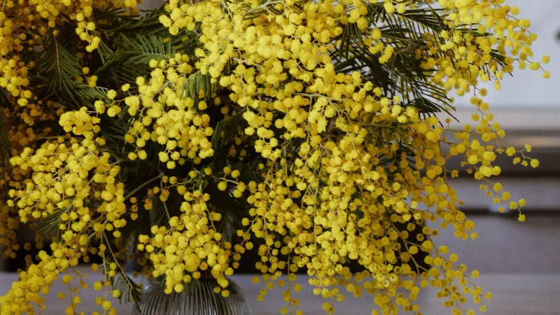 Yellow Mimosa flower clusters draped over a stone ledge with green leaves.