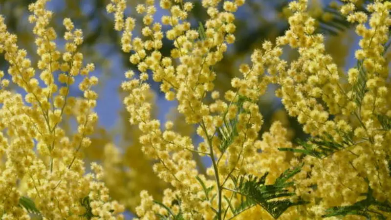 Yellow Mimosa flower branches reaching upward with a clear blue sky behind.
