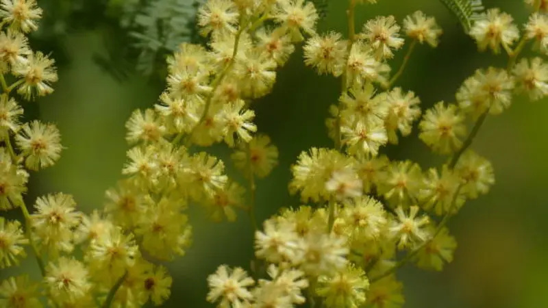 Soft pale yellow Mimosa flowers blooming in clusters on a green background.
