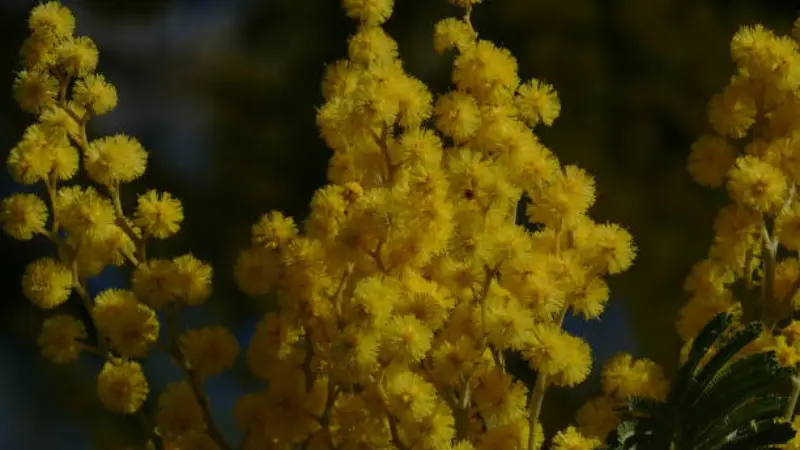 Golden yellow Mimosa flowers glowing in warm sunlight against a dark background.