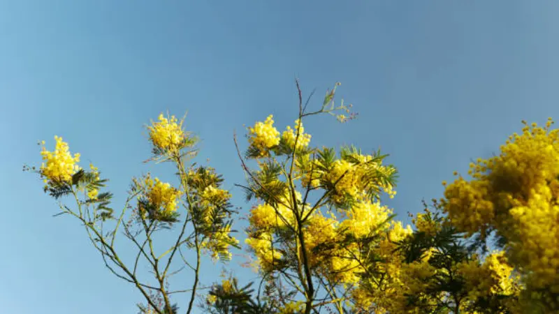 Yellow Mimosa flowers on tree branches silhouetted against a clear blue sky.