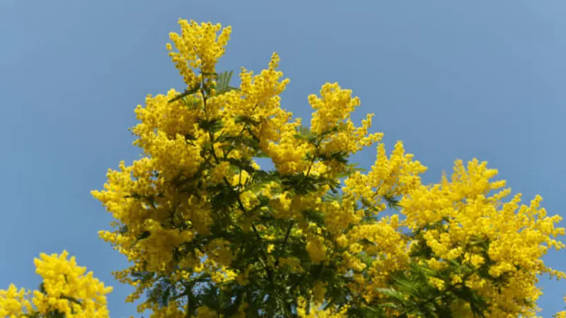 Top of a Mimosa flower tree covered in bright yellow blooms under a blue sky.