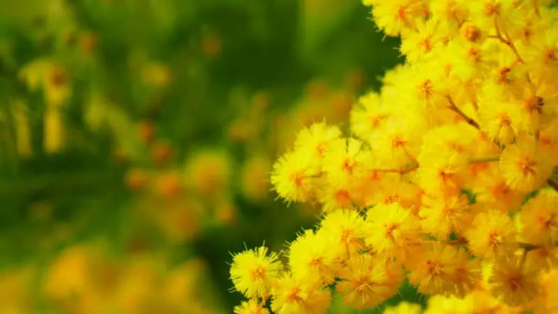 Close-up of bright yellow Mimosa flower puffs in soft sunlight.