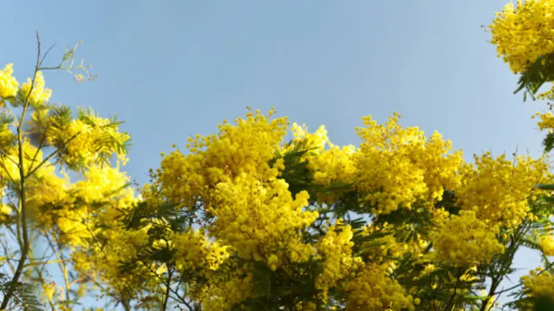 Yellow Mimosa flower clusters on branches with a soft pale blue sky behind.
