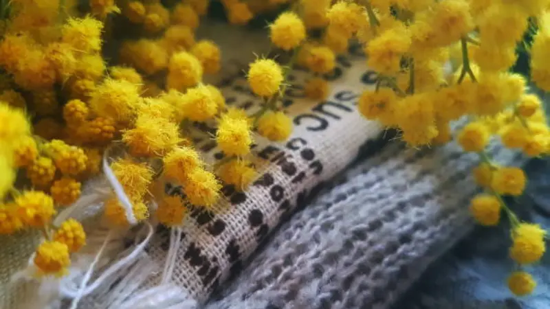 Yellow Mimosa flowers resting on a textured burlap and knit fabric background.