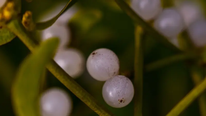 Close-up of pearly white mistletoe berries among green leaves