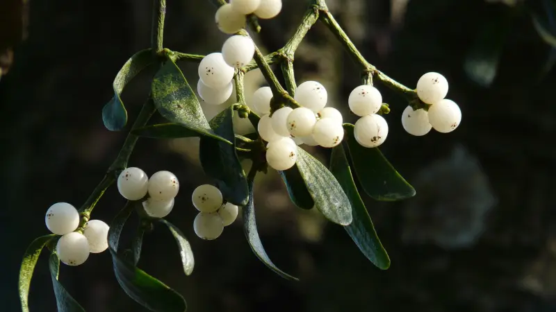 Cluster of white mistletoe berries hanging from a leafy branch in dappled light