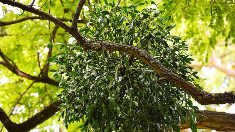 Round clump of mistletoe foliage growing on a tree branch surrounded by green leaves