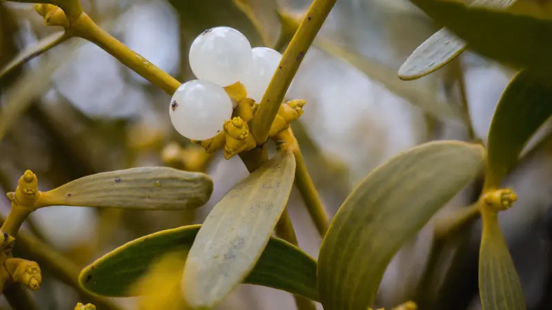 White mistletoe berries growing among yellow flower buds and green leaves