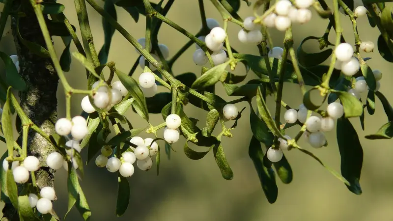 Mistletoe branch with abundant white berry clusters hanging among green leaves