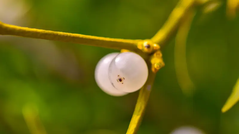 Extreme close-up of a single translucent white mistletoe berry on a green stem