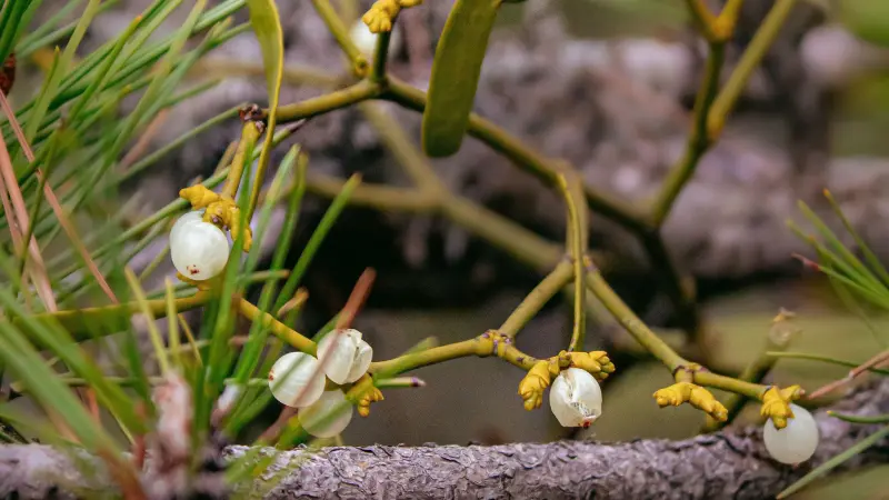 Mistletoe branch with white berries and yellow flowers growing near pine needles