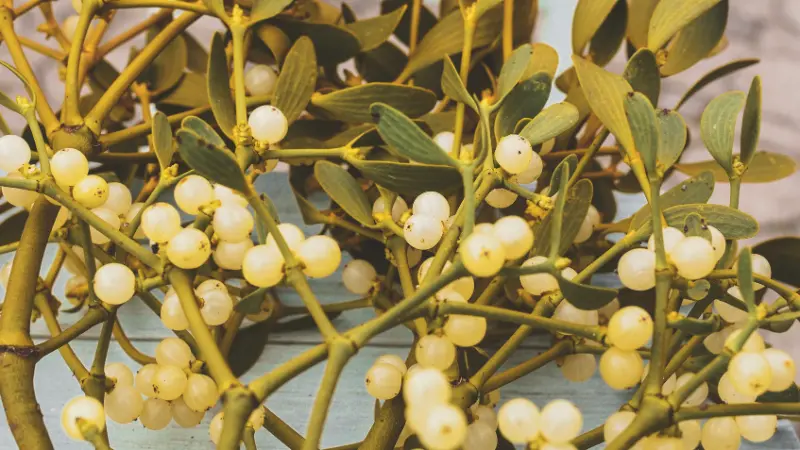Several mistletoe branches covered in clusters of white berries on a wooden surface