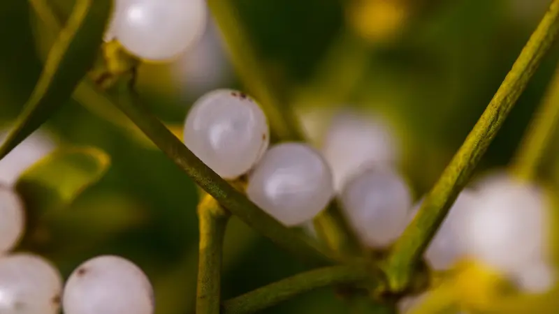 Close-up of white mistletoe berries on green stems with golden lighting