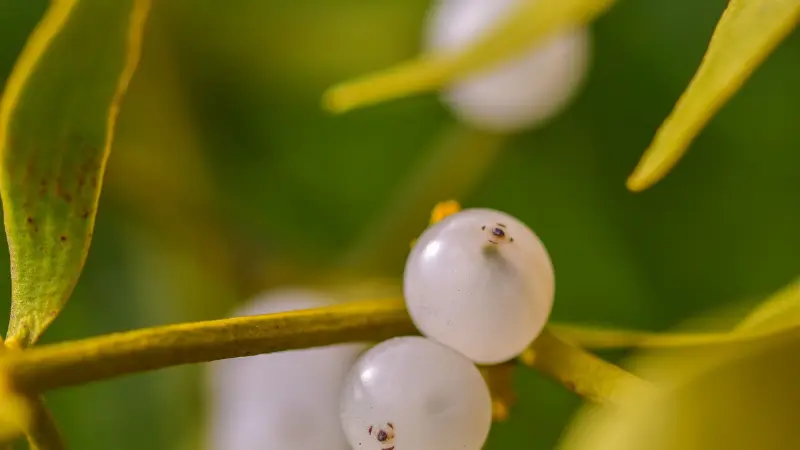 Two white mistletoe berries beside a slender green leaf in close-up