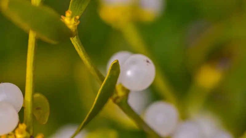 White mistletoe berry surrounded by small yellow flowers and green leaves