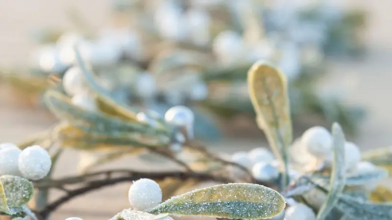 Close-up of a mistletoe wreath with white berries and frosted leaves