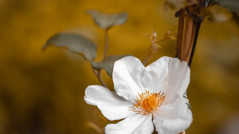 Single white mock orange flower with five petals and orange stamens against a blurred golden background