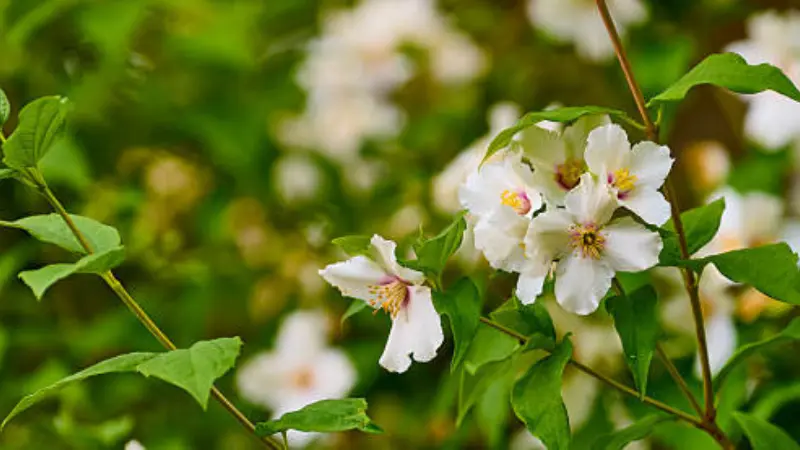 White mock orange flowers blooming along a leafy branch in a garden setting