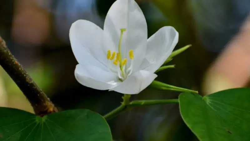 Single white star-shaped mock orange flower with yellow stamens against a dark background