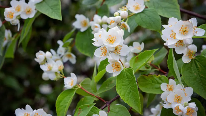 Branch of white mock orange flowers with yellow centers among green leaves