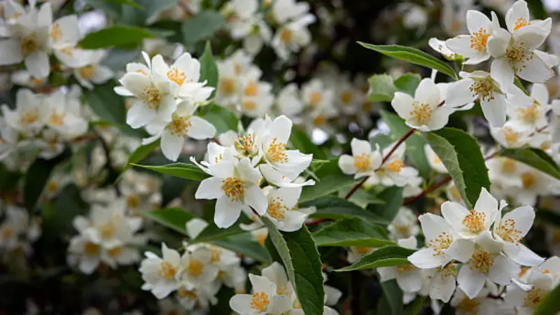 Abundant white mock orange flowers covering a shrub with green foliage
