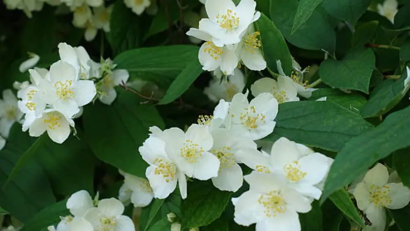 Cluster of white mock orange flowers cascading among green leaves